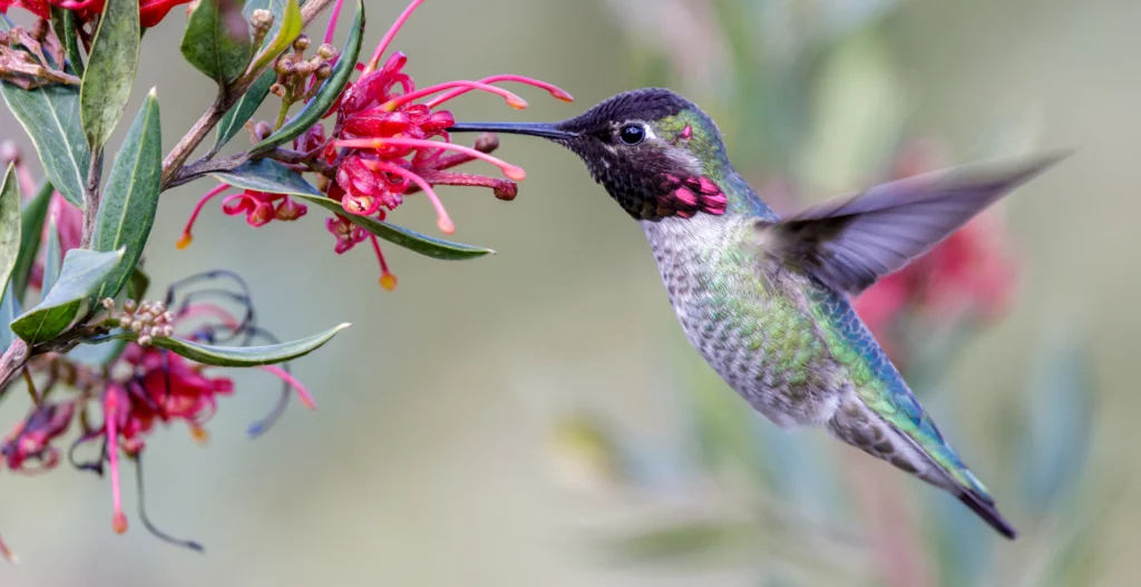 hummingbird flower